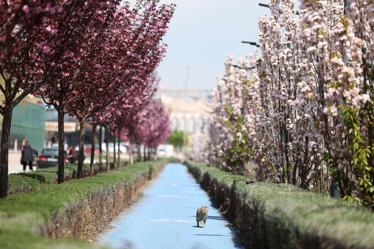Burası Japonya değil, Konya! Sakuralar çiçek açtı 22